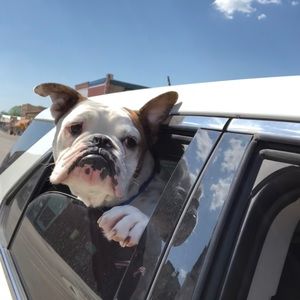 Meet your Posher, Chase